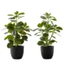 Artificial Plant, 14" Tall, Ficus, Indoor, Faux, Fake, Table, Greenery, Potted, Set Of 2, Decorative, Green Leaves, Black Pots