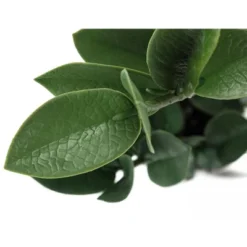 Artificial Plant, 20" Tall, Zz, Indoor, Faux, Fake, Table, Greenery, Potted, Real Touch, Decorative, Green Leaves, Grey Cement Pot -Bold Design Store GUEST 93ba7cd2 1d51 4368 b64b 651fc3dd204e