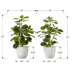 Artificial Plant, 14" Tall, Ficus, Indoor, Faux, Fake, Table, Greenery, Potted, Set Of 2, Decorative, Green Leaves, White Pots -Bold Design Store GUEST 9c2eae90 81a7 430f a05b 8444a2714166