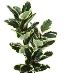 Artificial Plant, 47" Tall, Oak Tree, Indoor, Faux, Fake, Floor, Greenery, Potted, Real Touch, Decorative, Green Leaves, Black Pot 7 Artificial Plant, 47" Tall, Oak Tree, Indoor, Faux, Fake, Floor, Greenery, Potted, Real Touch, Decorative, Green Leaves, Black Pot -Bold Design Store GUEST fc49d6df 6d1a 4124 a372 c874aeb94e72