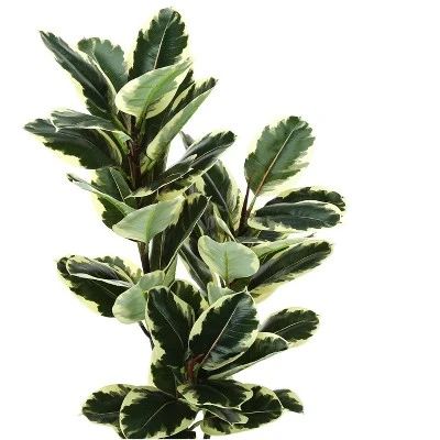 Artificial Plant, 47" Tall, Oak Tree, Indoor, Faux, Fake, Floor, Greenery, Potted, Real Touch, Decorative, Green Leaves, Black Pot 4 Artificial Plant, 47" Tall, Oak Tree, Indoor, Faux, Fake, Floor, Greenery, Potted, Real Touch, Decorative, Green Leaves, Black Pot - Image 4